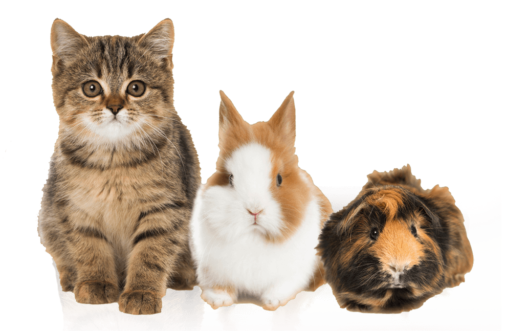 Little Pets Little Pets